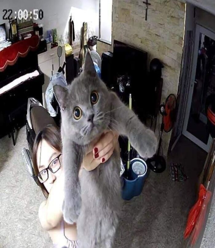 If You're Having A Rough Day, These 50 Wholesome Cat Pics And Memes May Cheer You Up