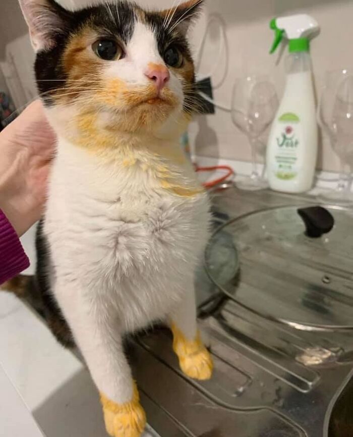 If You're Having A Rough Day, These 50 Wholesome Cat Pics And Memes May Cheer You Up