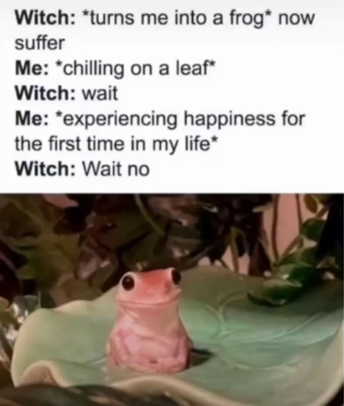 Funny-Animals-With-Vibing-Auras