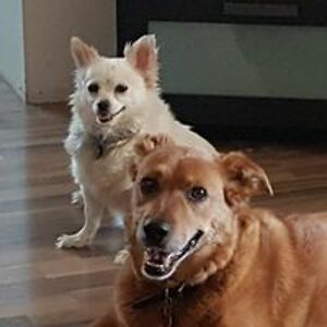 myplayfulheart avatar