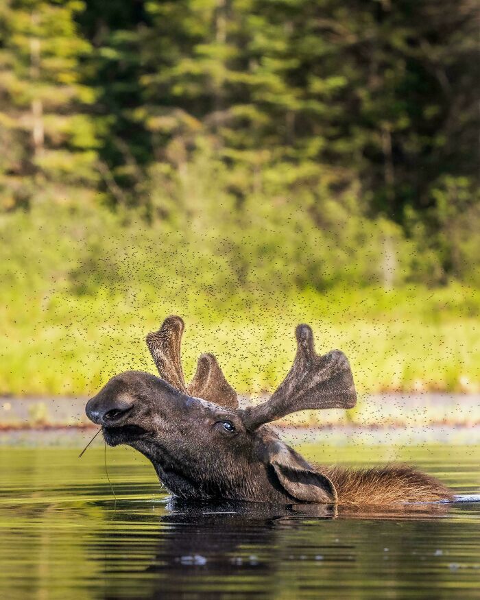 Moose emerging from water surrounded by insects, showcasing amazing nature in a forest setting.