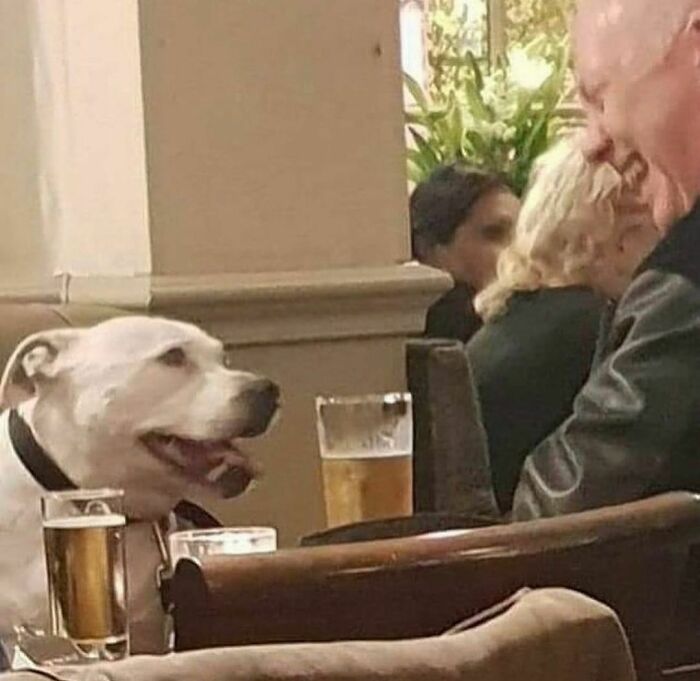 Dog at a table with a beer, sharing a moment with a person, highlighting a quirky Instagram account scene.