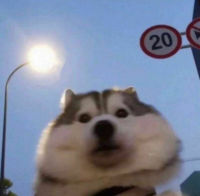 Fluffy husky under streetlight and road signs, featured on a weird Instagram account.