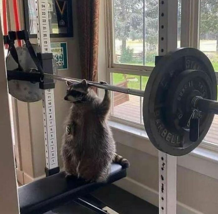 Raccoon humorously posing in a home gym, holding a barbell, showcasing weird Instagram content.