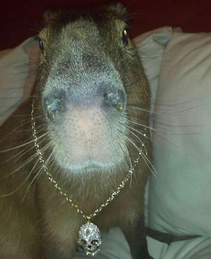 Capybara with a jeweled necklace sitting on a couch, featured on the weirdest Instagram account.
