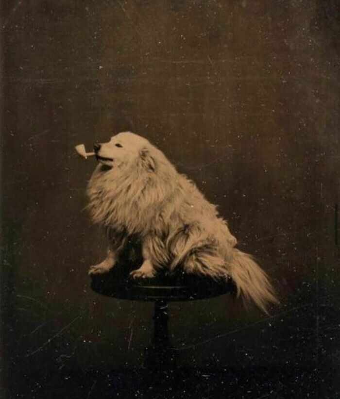 Vintage photo of a fluffy dog sitting on a stool, holding a pipe in its mouth, from a weird Instagram collection.