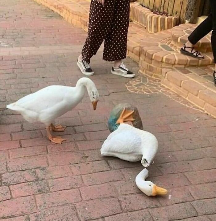 Two geese interact strangely on a brick path, observed by people passing by.