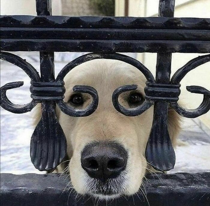 Dog peering through ornate fence, highlighting the quirkiness of Instagram account "I Want To Leave Ok."