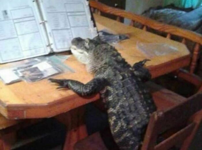 Alligator at a kitchen table with an open binder, showcasing weird content.