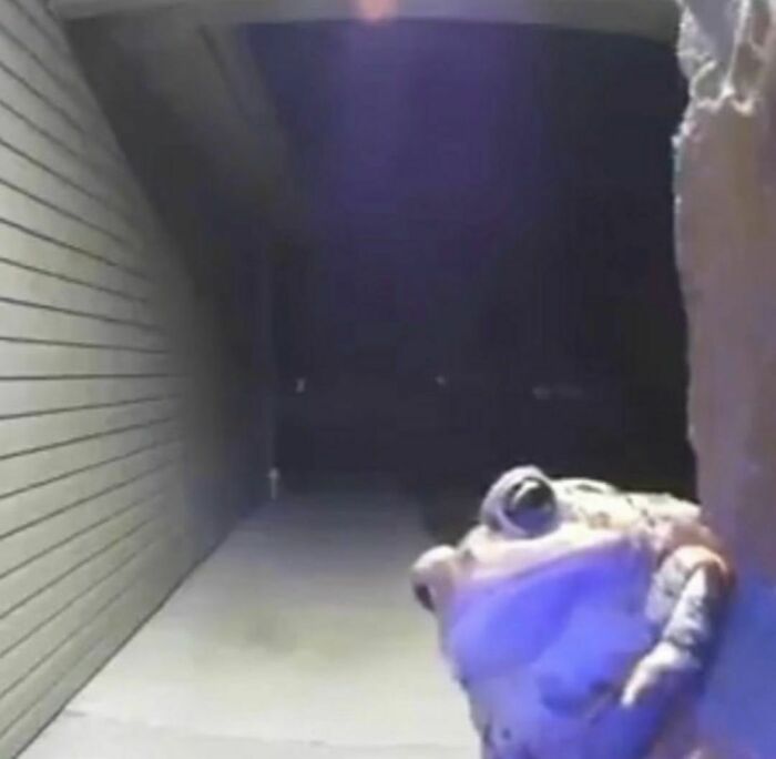 A frog peeks around a doorframe at night, illustrating the surreal content of a unique Instagram account.