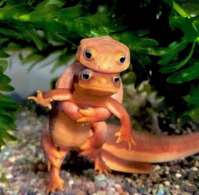 Two newts are stacked on each other, appearing quirky and unusual amid green foliage.
