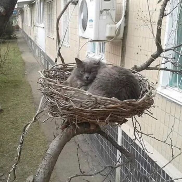 Gray cat snuggled in a large bird's nest on a tree branch, showcasing the weirdest Instagram content.