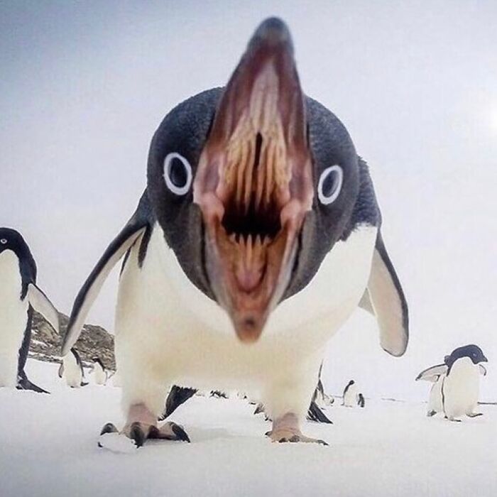 Close-up of a surprised penguin with its beak wide open on a snowy landscape.