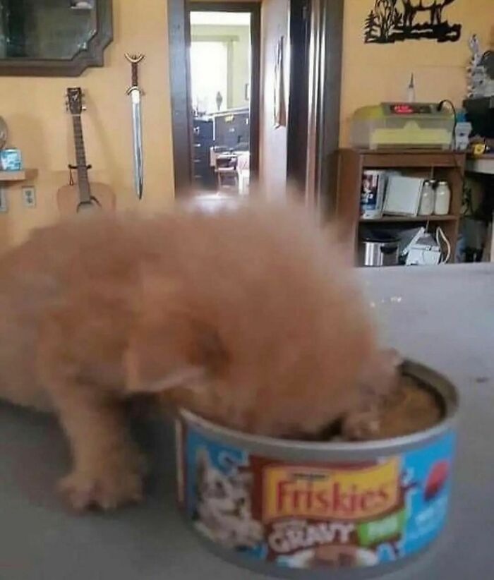 Fluffy kitten with head inside cat food can, representing the quirky "I Want To Leave Ok" Instagram theme.