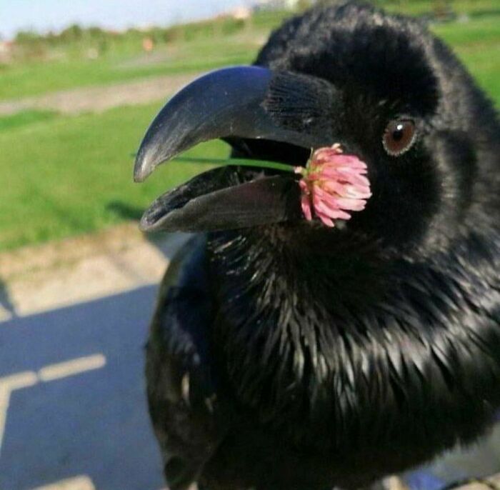 A black crow holding a small pink flower in its beak under bright sunlight.