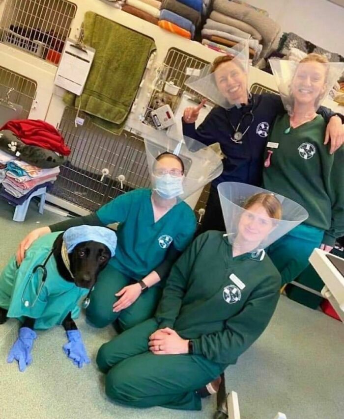 Group of people in veterinary uniforms wearing pet cones, alongside a dog also dressed as a vet.
