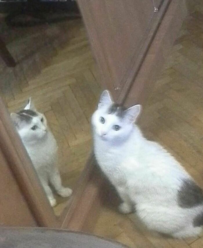 Cat sitting in front of a mirror with reflection, featured on a weird Instagram account.