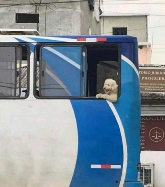Dog looking out bus window; unusual scene from weirdest Instagram account, I Want To Leave Ok.