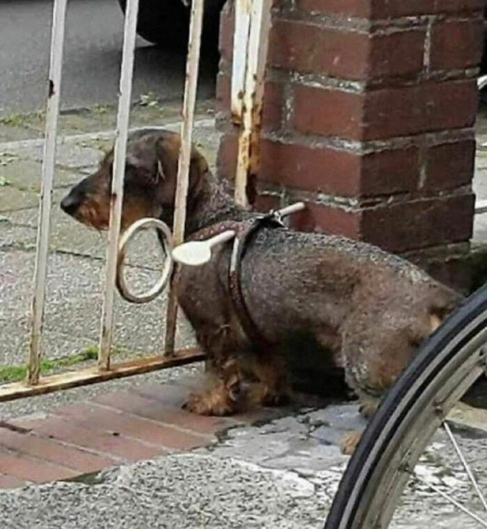 Dog stuck in a fence, collar caught hilariously on the metal, from the weirdest Instagram account.