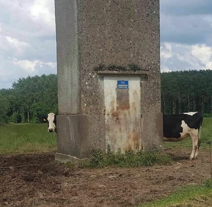 Cow peeking behind a concrete structure in a field, showcasing weird Instagram content.