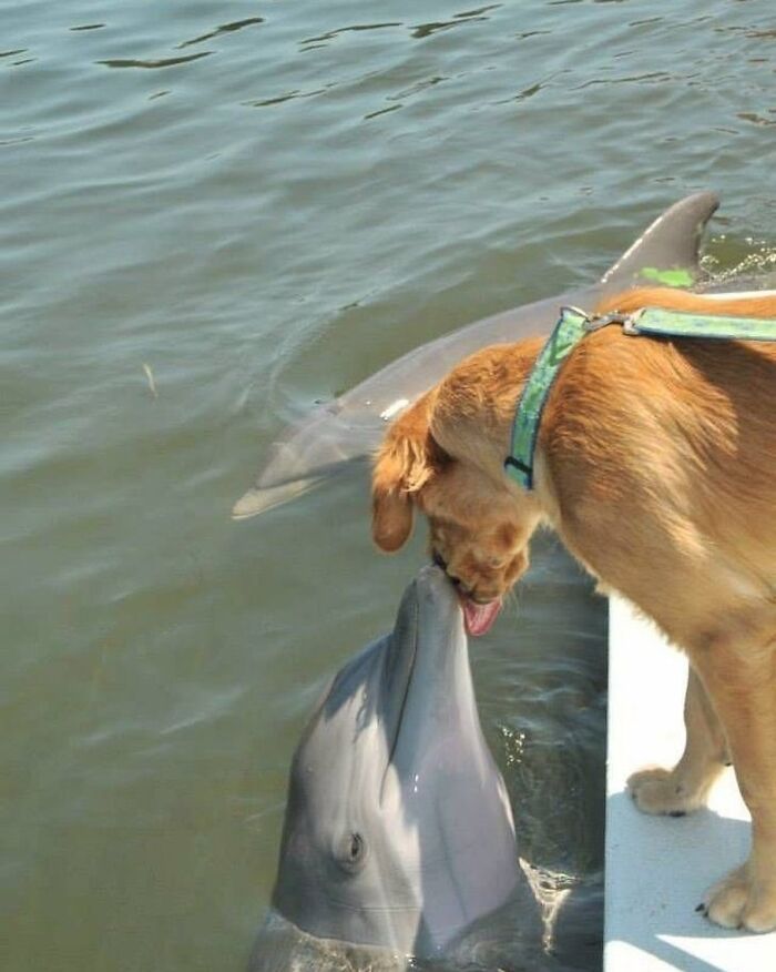 Dog and dolphin touching noses at the water's edge in a quirky Instagram moment.
