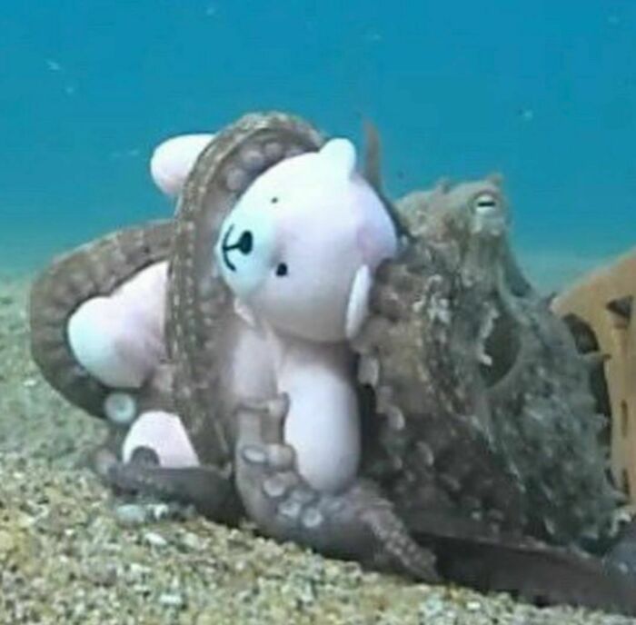 Octopus hugging a teddy bear underwater, showcasing weird content from the Instagram account.