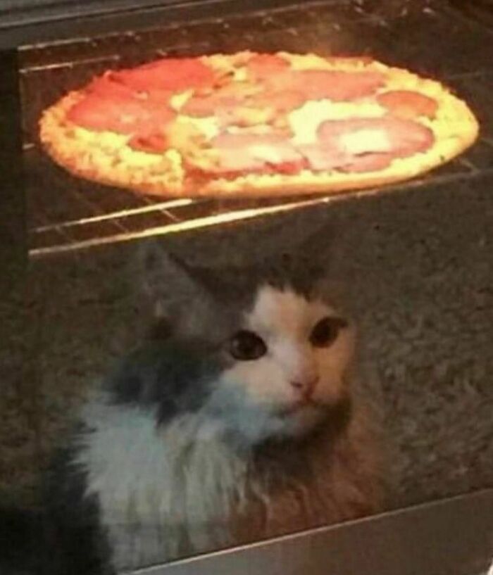 Cat staring at a pizza in the oven, showcasing the weirdness from "I Want To Leave Ok" Instagram account.