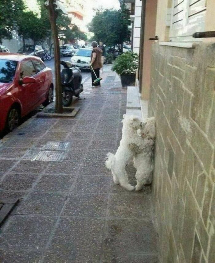Two fluffy white dogs standing on hind legs against a wall on a city sidewalk, with a person sweeping in the background.