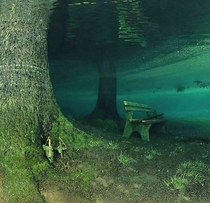 Mysterious underwater scene with a bench and tree, highlighting the weirdest Instagram content.