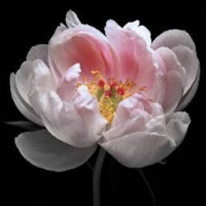 arifianty_ros avatar