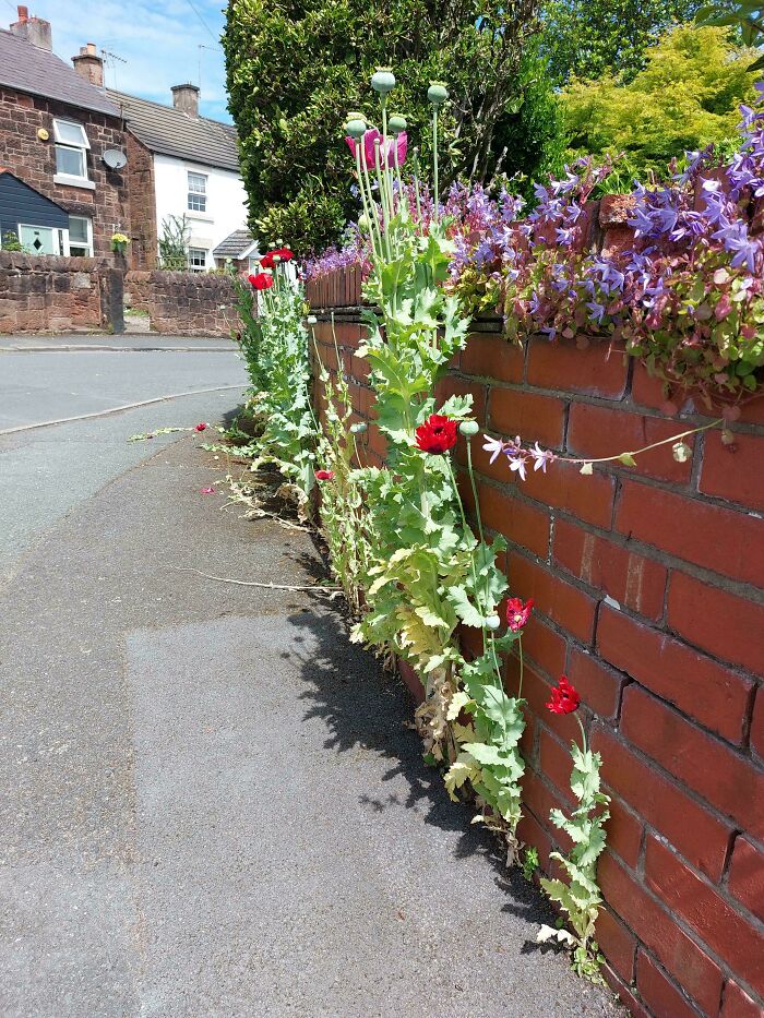 British charm: Colorful flowers grow along a brick wall on a quaint street, showcasing a delightfully British scene.