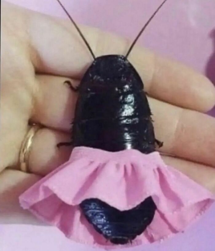 Cockroach wearing a small pink skirt held in hand, an awkward photo that is almost too painful to look at.