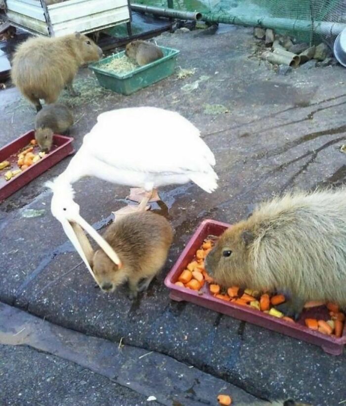 Pelican awkwardly poking capybara near food trays, creating an awkward moment among animals, messy ground setting.