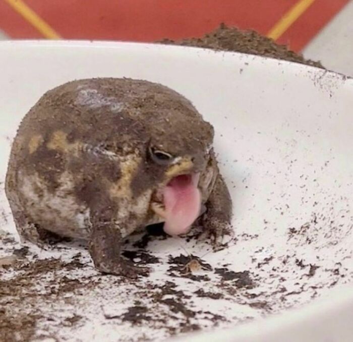 Awkward photo of a muddy frog with its tongue out sitting in a dirty white bowl, capturing an unusual moment.