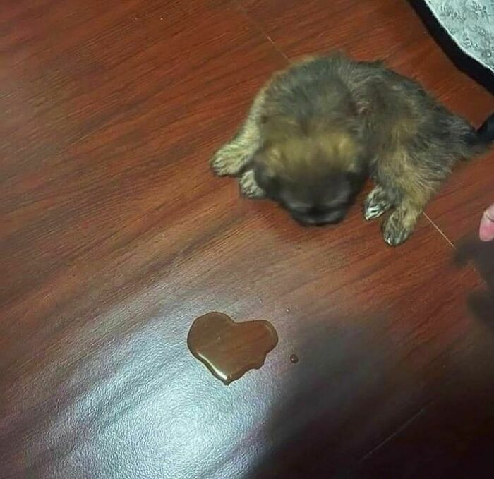 Small brown puppy looking at a spilled liquid on wooden floor, capturing an awkward photo moment.