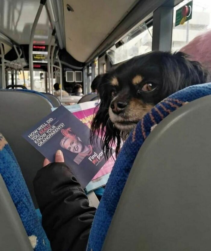 Dog sitting on a bus seat looking at a pamphlet, creating an awkward and almost painful moment to look at.