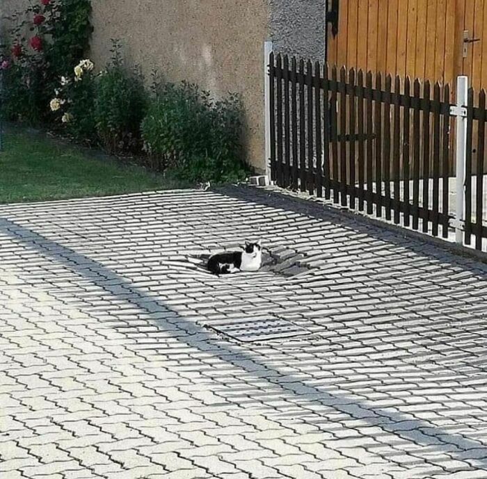 Black and white cat lying in a sunken pavement area, creating an awkward visual illusion on a paved driveway.