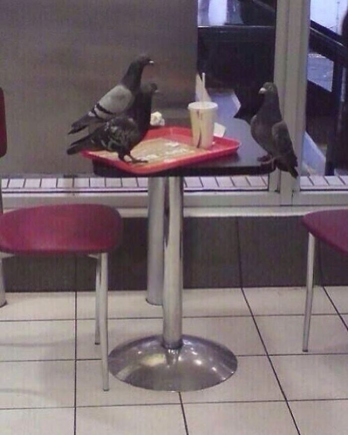 Three pigeons awkwardly gathered on and around a tray with a drink cup on a fast food restaurant table indoors.