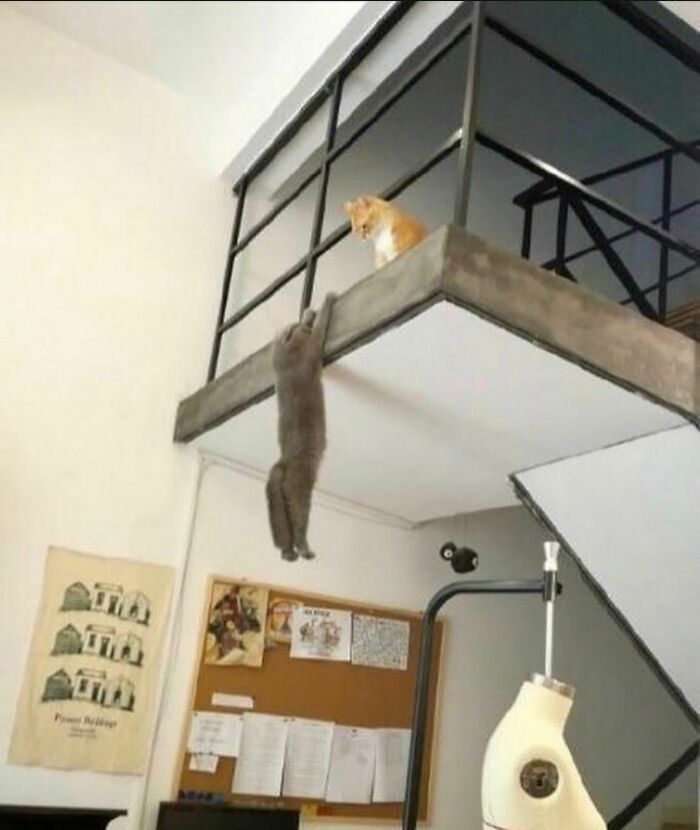 Gray cat awkwardly hanging from a balcony edge while an orange cat looks down in an awkward photo moment.