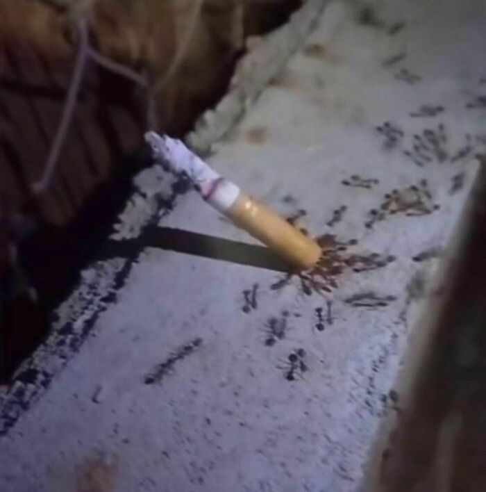 A cigarette stuck in concrete with ants swarming around in an awkward photo that is almost too painful to look at.