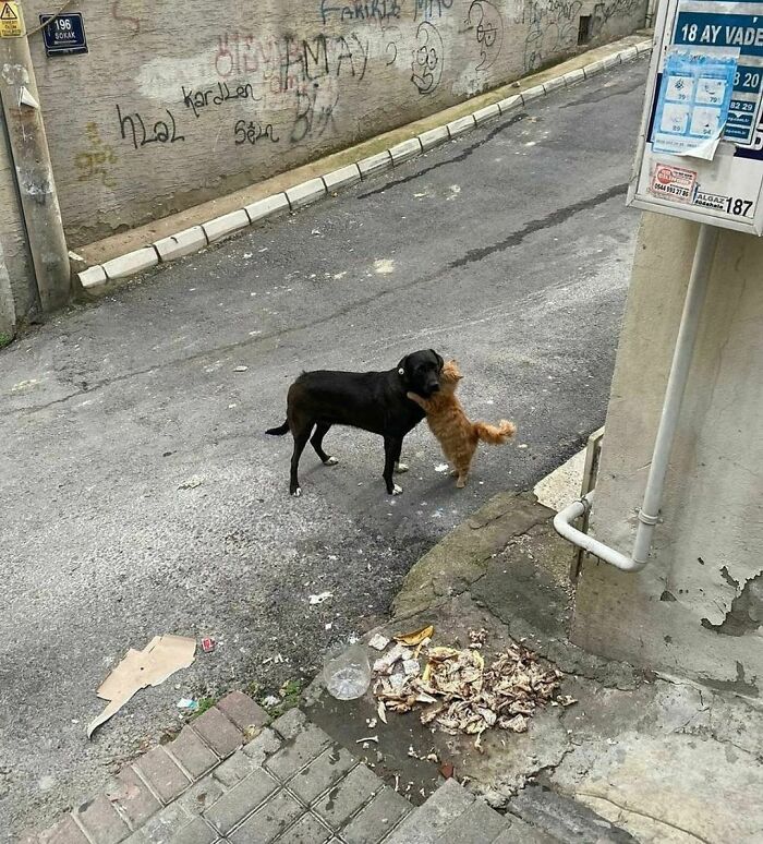 A black dog awkwardly hugging an orange cat on a street with graffiti and scattered trash nearby.