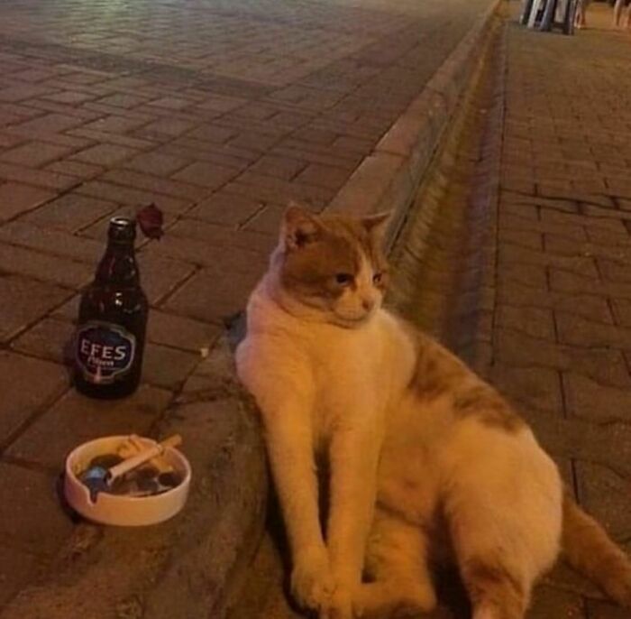 Cat sitting awkwardly on a sidewalk next to a beer bottle and an ashtray, capturing an awkward photo moment.