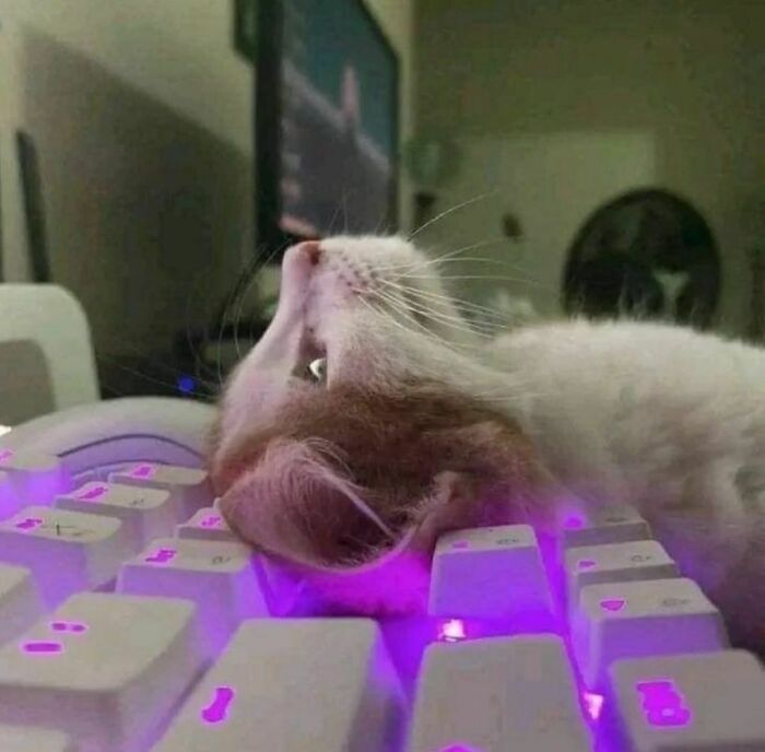Cat lying awkwardly with mouth open on a glowing keyboard, part of awkward photos that are almost painful to look at