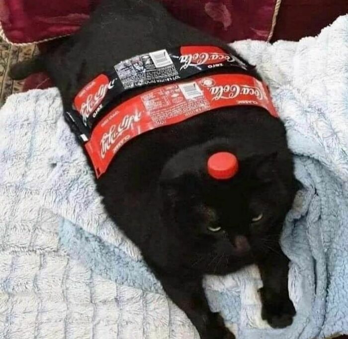 Black cat wrapped in empty soda packaging with a bottle cap on its head, creating an awkward photo moment.