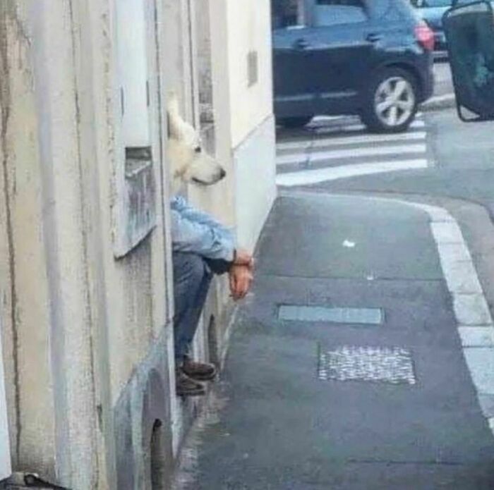 Dog head perfectly aligned with a person’s body sitting in a window, creating an awkward and funny visual illusion.
