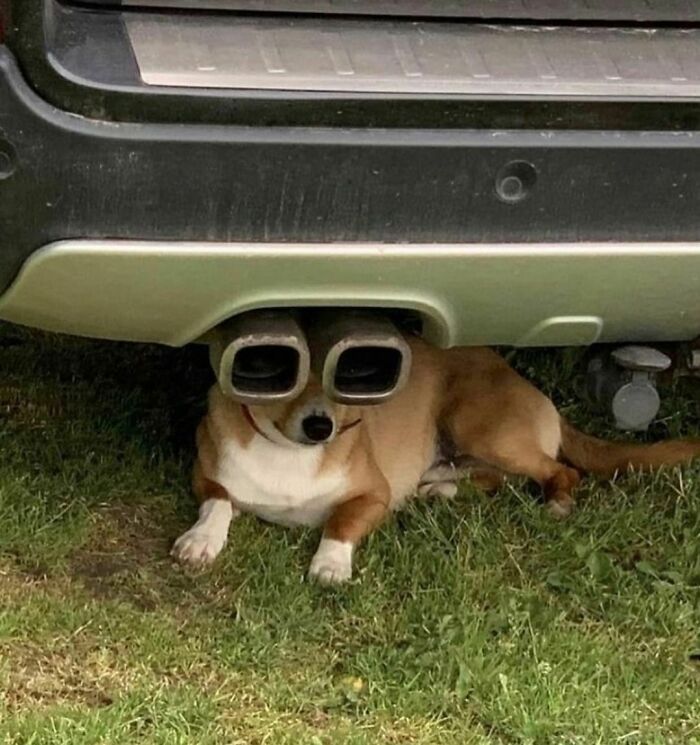 Small dog lying under a car with exhaust pipes perfectly aligned over its eyes in an awkward photo moment.