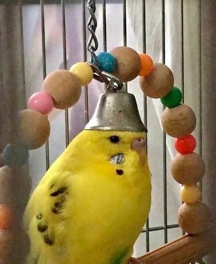 Yellow bird stuck in a bell on a colorful bead swing, an awkward photo that is almost too painful to look at.