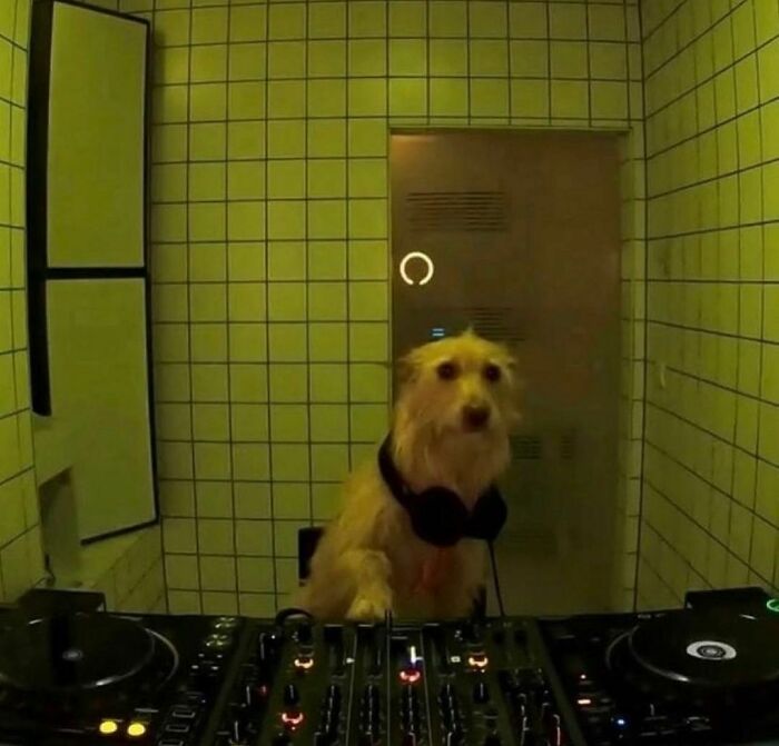 Dog wearing headphones awkwardly standing behind DJ equipment in a tiled room, creating an awkward photo moment.