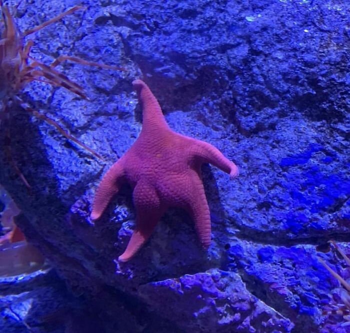Starfish with an unusual shape resting on a blue rocky surface, an awkward photo that is almost too painful to look at.