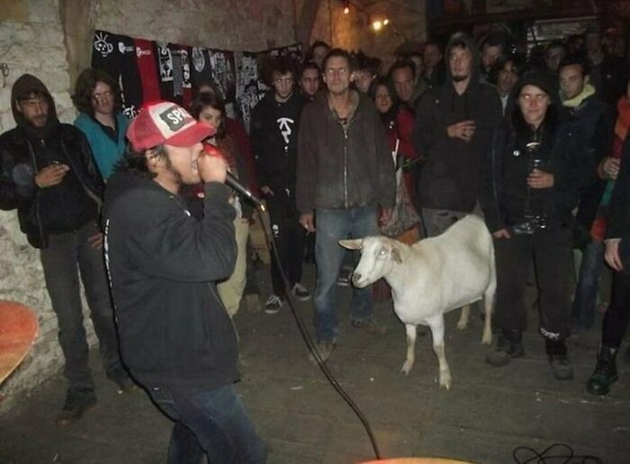 Performer with microphone at crowded indoor event including a confused goat, an awkward photo capturing a strange moment.